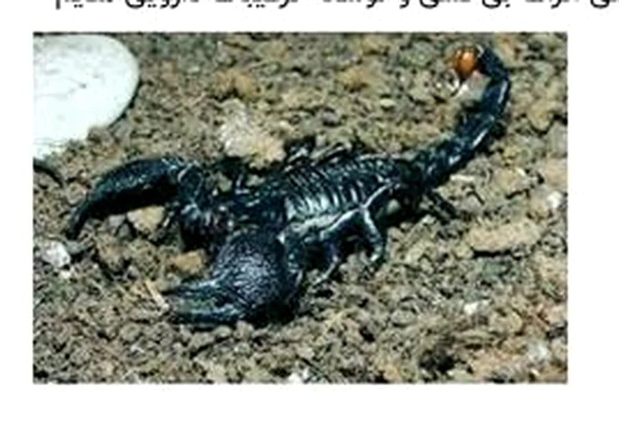 Pandinus imperator