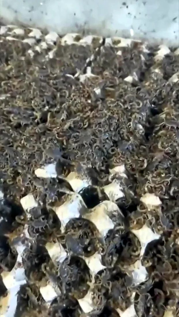 مثال على أقسام الإيواء